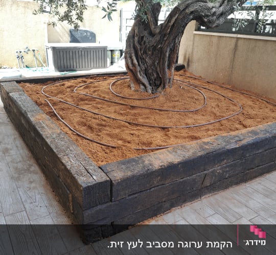 עץ עם מערכת השקיה בטפטוף בערוגה מוגבהת
